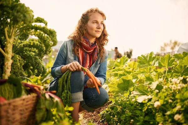 Mujer amable cosechando verduras frescas del jardín de invernadero en la azotea —  Fotos de Stock