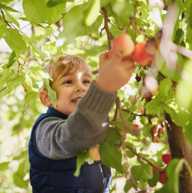 Küçük erkek çocuk taze organik meyve toplamak için uzanıyor.