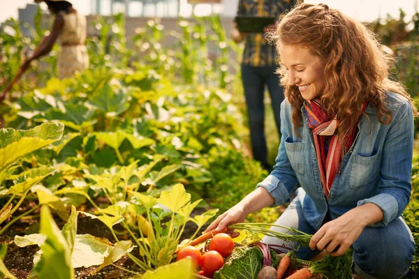 Équipe amicale récoltant des légumes frais dans le jardin en serre sur le toit et planifiant la saison de récolte sur une tablette numérique — Photo