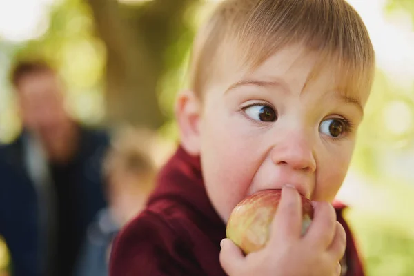 Baby girl taking a big bite of an apple during apple picking — Stock Photo, Image