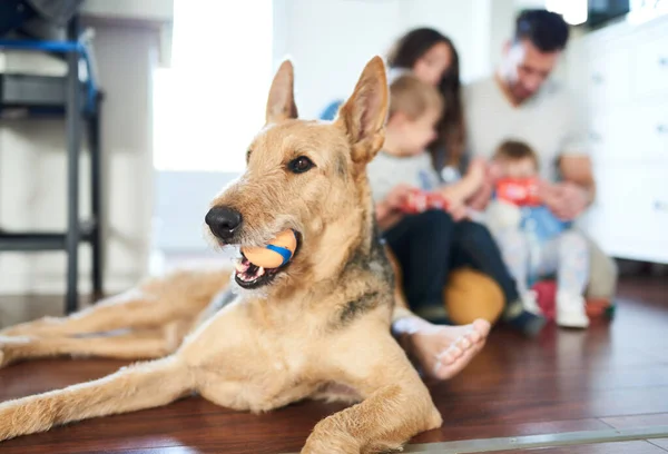 Juguetón lindo perro mascota de la familia sentado con la familia joven en backgro —  Fotos de Stock