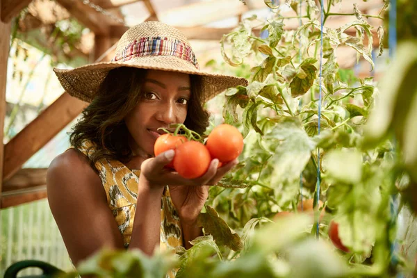 Дружня жінка збирає свіжі помідори з парникового гарнітура — стокове фото