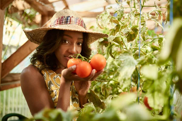 Mulher amigável colhendo tomates frescos do gar estufa — Fotografia de Stock