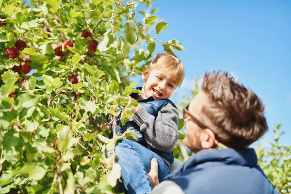 Cute young male child looking at fresh organic fruit during appl — Stock Photo, Image