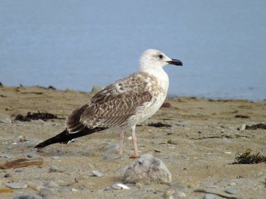 Kırım sahilindeki martı.