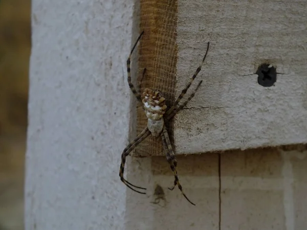 spider Patisson on the fencespider 