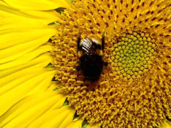 Insect Collects Nectar Sunflower — Stock Photo, Image