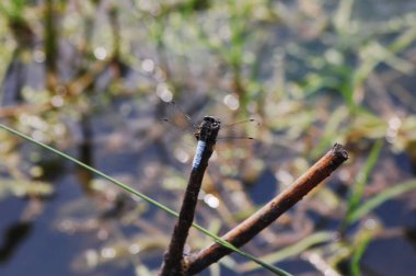 Derenin kenarındaki bir dalda büyük bir yusufçuk.