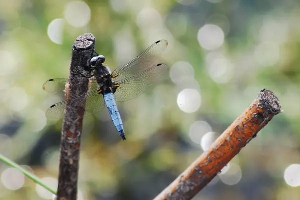 Large Dragonfly Branch Stream — Stock Photo, Image