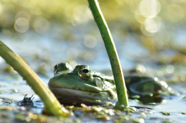 Bir yeşil kurbağa nehirdeki yosunların üzerinde oturur.