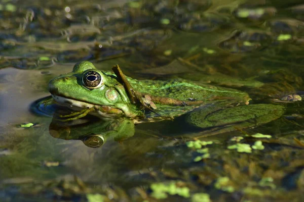 Une Grenouille Verte Est Assise Sur Les Algues Sur Rivière — Photo