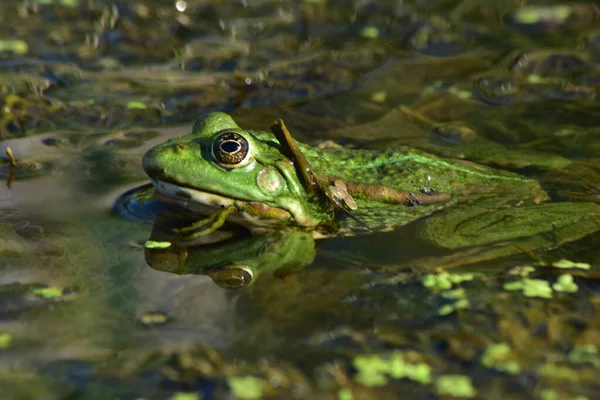 Een Groene Kikker Zit Zeewier Rivier — Stockfoto