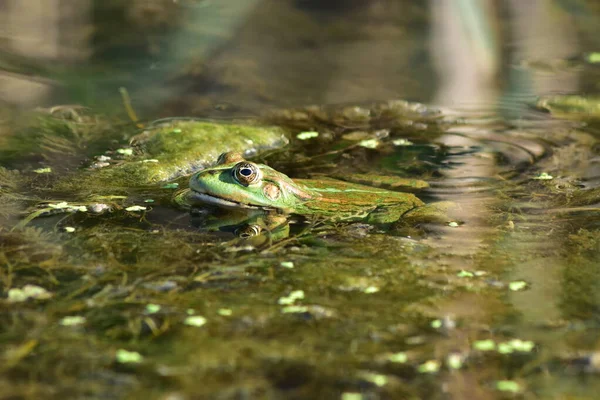 Ein Grüner Frosch Sitzt Auf Algen Fluss — Stockfoto