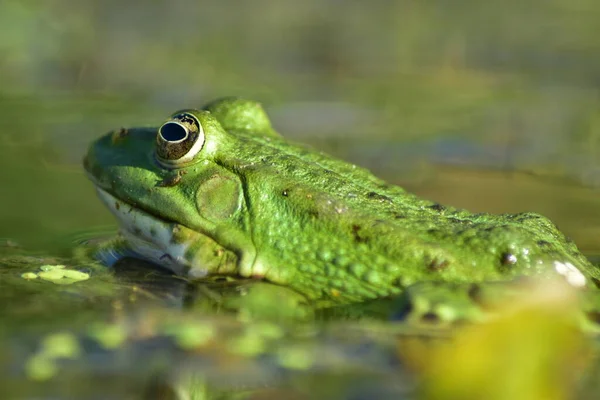 Green Frog Sits Seaweed River — Stock Photo, Image