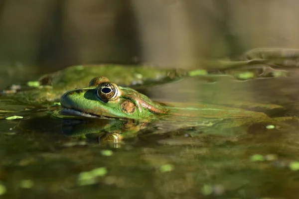 Een Groene Kikker Zit Zeewier Rivier — Stockfoto