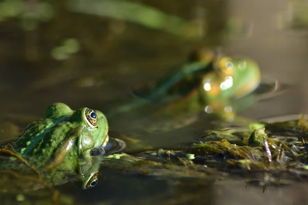 Een Groene Kikker Zit Zeewier Rivier — Stockfoto