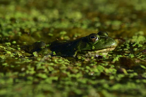 Een Groene Kikker Zit Zeewier Rivier — Stockfoto