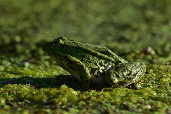 Een Groene Kikker Zit Zeewier Rivier — Stockfoto