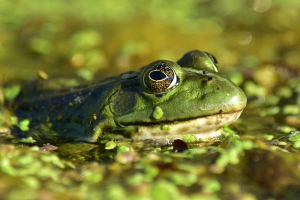 Une Grenouille Verte Est Assise Sur Les Algues Sur Rivière — Photo