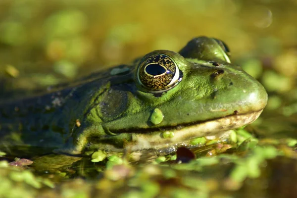 Ein Grüner Frosch Sitzt Auf Algen Fluss — Stockfoto