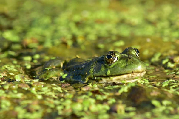 Een Groene Kikker Zit Zeewier Rivier — Stockfoto