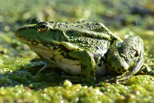 緑のカエルが川の海藻の上に座り — ストック写真