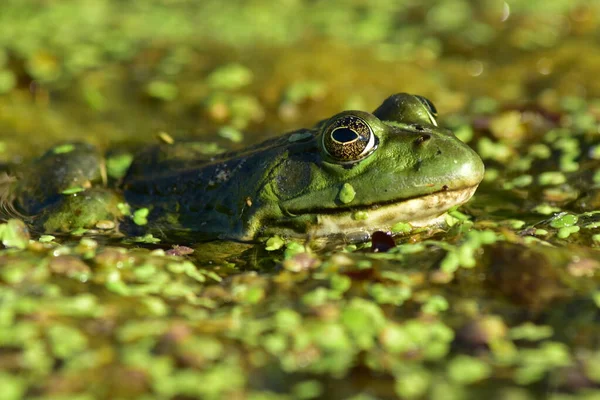 Una Rana Verde Sienta Sobre Algas Río Imagen De Stock