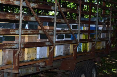 Arı kovanında arılar nektar taşır.