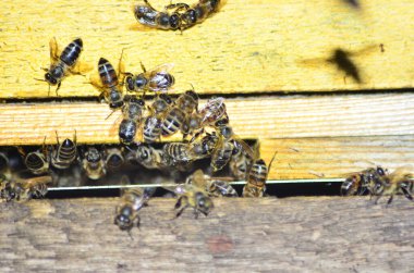 Arı kovanında arılar nektar taşır.