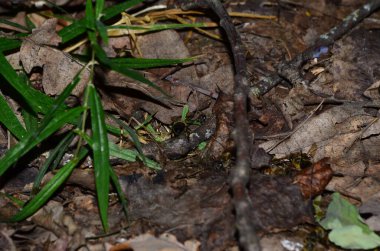 Arı kovanında arılar nektar taşır.