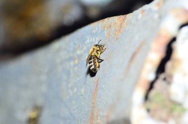 Arı kovanında arılar nektar taşır.