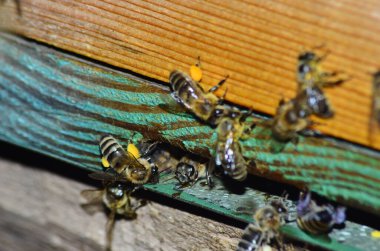 Arı kovanında arılar nektar taşır.