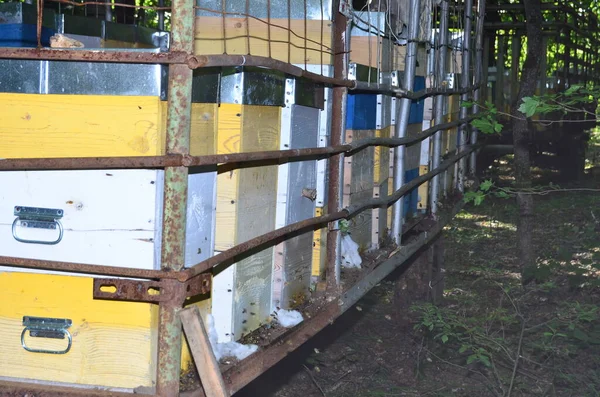 Apiary Bees Carry Nectar Hives — Stock Photo, Image