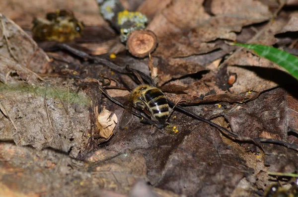 Colmena Las Abejas Llevan Néctar Las Colmenas — Foto de Stock