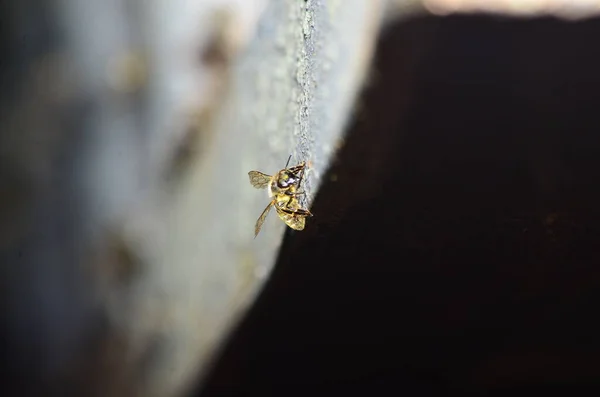 Apiário Abelhas Carregam Néctar Nas Colmeias — Fotografia de Stock