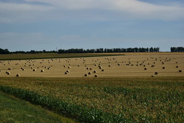 Paille Grosses Balles Trouve Sur Terrain — Photo