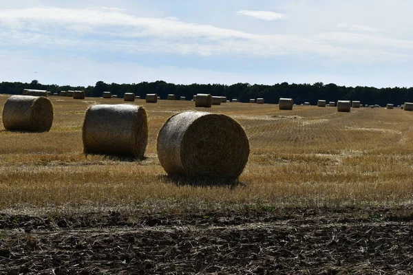 Paille Grosses Balles Trouve Sur Terrain — Photo