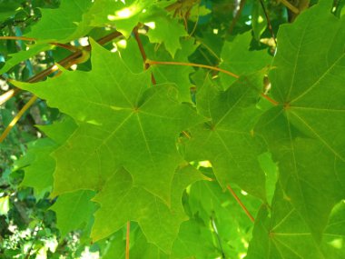 ışıkta yeşil akçaağaç yaprakları