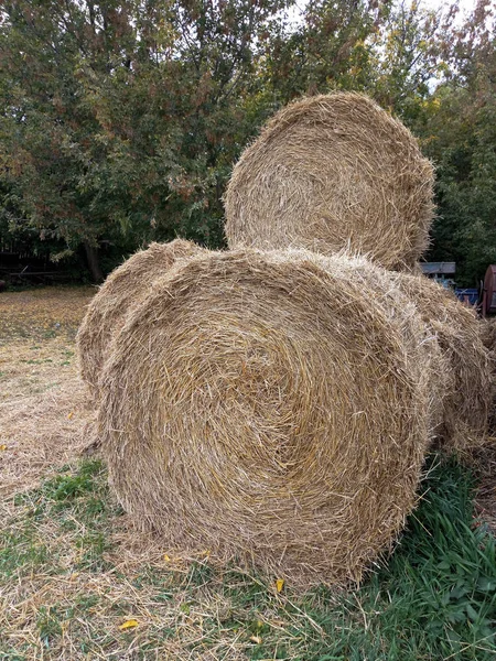 Stroh Rund Gesammelte Stapel — Stockfoto