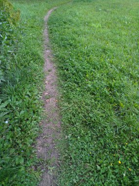 yeşil çim kavisli yol