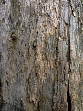 bir ağaç gövdesinin karanlık yüzeyi