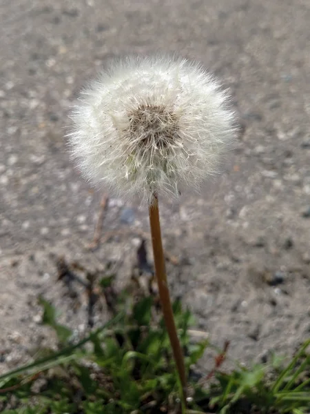 Gambar Makro Dandelion Latar Belakang Abu Abu — Stok Foto