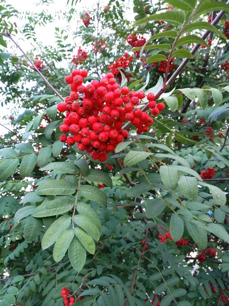 Rouge Rowan Invités Sur Une Branche — Photo