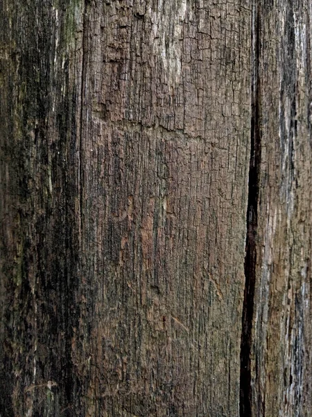 Dark Surface Tree Trunk — Stock Photo, Image