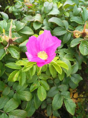 Bahçedeki yaban gülü kalçaları