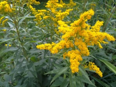 Dev Goldenrod 'un çiçeğinin fotoğrafı.