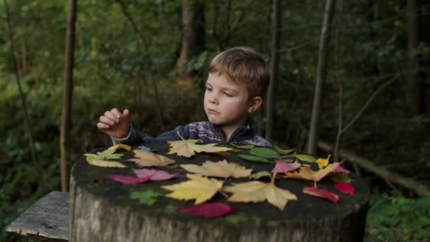 Menino loiro coletando folhas coloridas na mesa de madeira na floresta de outono. Atire em câmera lenta steadicam . — Vídeo de Stock