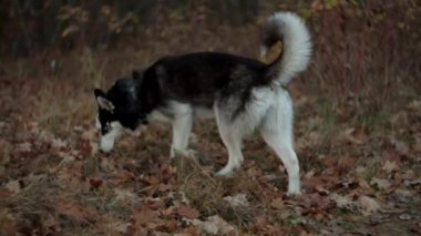Aktif Sibirya Husky 'si sonbahar ormanlarında ağır çekimde koşuyor. Sonbahar parkında yürüyen yetişkin bir köpek.. 