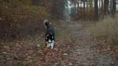 Aktif Sibirya Husky 'si sonbahar ormanlarında ağır çekimde koşuyor. Sonbahar parkında yürüyen yetişkin bir köpek.. 