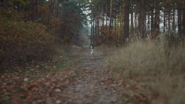 Aktif Sibirya Husky 'si sonbahar ormanlarında ağır çekimde koşuyor. Sonbahar parkında yürüyen yetişkin bir köpek.. — Stok video